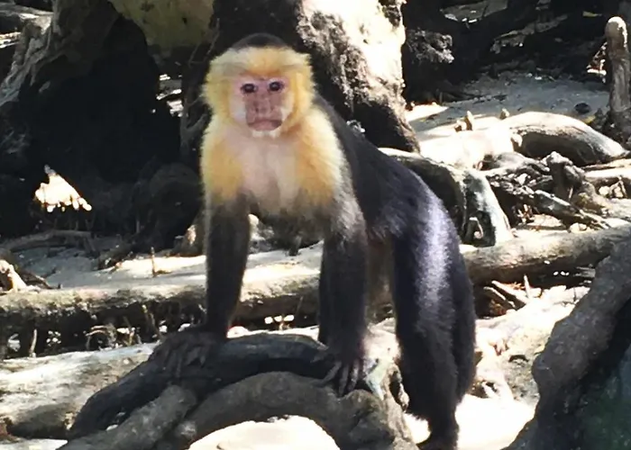Casa Serena!